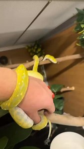 2.4K views · 1.8K reactions | The Grinch #gtp #aru #biak #greentreepython #python #pythons #snake #snakes #snek #reptile #reptiles #reptilesofinstagram #reptilelover #reptilekeeper #pet #pets #daily #instagram #tiktok #reels #cute #fun #happy #ballpythonsoftiktok #boise #idaho #funny #sorong | Black Lake Reptiles | Facebook