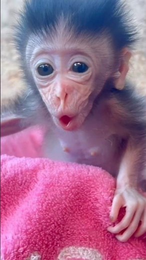 “You Won’t Believe How She Cries for Milk! 😭🍼”