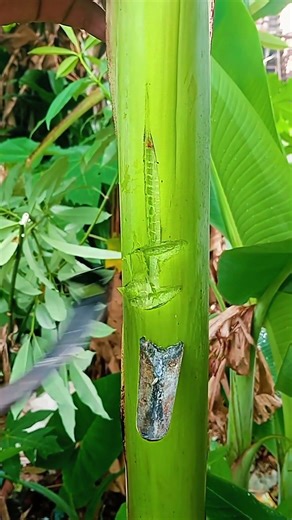 demi dia apa pun akan aku lakukan