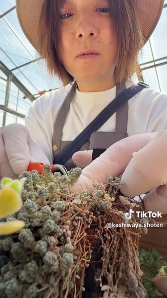 多肉植物のモルタル鉢寄せ植えアイデア