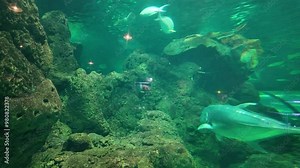 Marine fish such as giant trevally and grouper swim inside the giant aquarium at Sea World, Ancol, Jakarta, Indonesia.