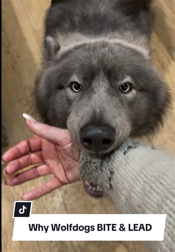 Understanding Wolfdog Communication Through Muzzle Use