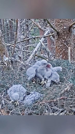 OMG😱 #wildanimals #eagle #animals #wildlife