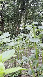 2.8K views · 50 reactions | At the Ulster American Folk Park, the...