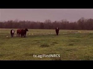 Stocking Rates and Livestock Grazing Management: The Basics