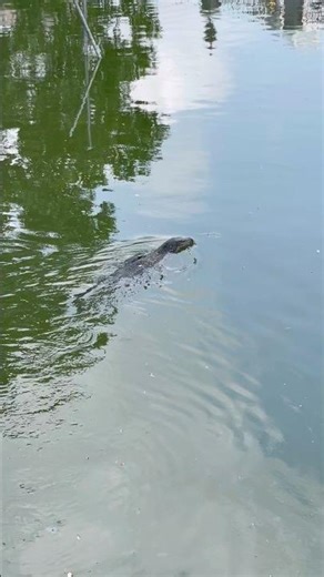 Lizard Swimming in Bangkok Park Lake | Thailand Wildlife
