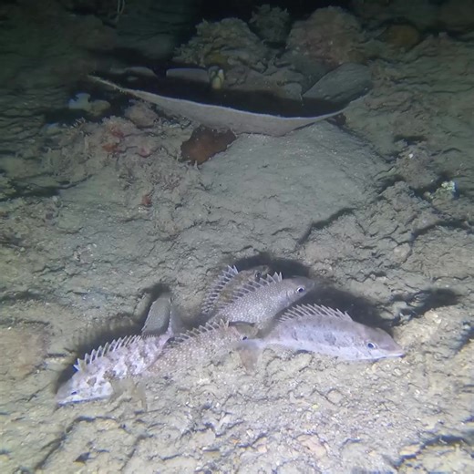 Solo night dive spearfishing , nag tapok tapok ang danggit #spearfishing | Swasin explorer