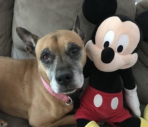 Dogs Now Allowed at Select Walt Disney World Resorts | Chip and Company