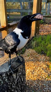 7.3K views · 161 reactions | Trixie the crow is such a chatty lil gal  while crows and ravens can learn to mimic human speech quite well, Trixie prefers to put her own spin on “hi” and “hello” #crow #crows #crowsofinstagram #bird #birds #corvids #birdsonearth #birdsofinstagram #animals #wildlife #wildlifelovers | Dark Wings Wildlife & Education | Facebook