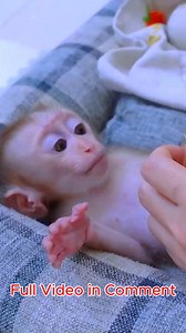 40°C fever! Infant monkey Due of his illness, Pupu's mother took extra care of him......... #Monkeylyly #Monkey #Babymonkey #Viralmonkey | Monkey TV