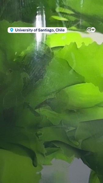 Electric algae boost search for sustainable energy