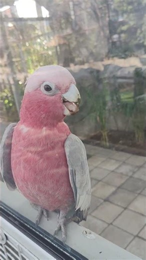 One of the Most Beautiful Rare Birds in the World | Nature's Hidden Gem 🐦✨ #rarebirds #naturbeauty