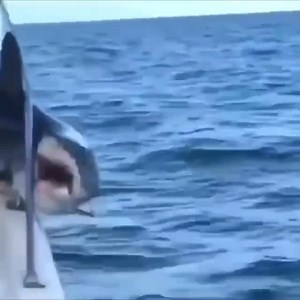 181K views · 1.1K reactions | What are you doing here  #shark #sharks #ocean #sharkweek #underwater #sharkdiving #savesharks #greatwhiteshark #fish #sharkconservation #sharklover #sharkattack #sea #whiteshark #diving #nature #sharklove #scubadiving #scuba #fishing #art #jaws #savethesharks #ilovesharks #underwaterphotography #cagediving #saveoursharks #helpsavesharks #sharklife #lovesharks | Ida C. Goodman | Facebook