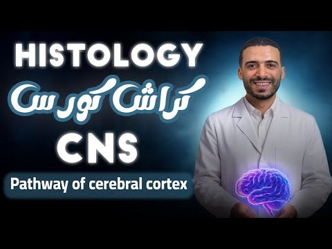 CNS pathway of cerebral cortex | histology | dr kandeel 2025