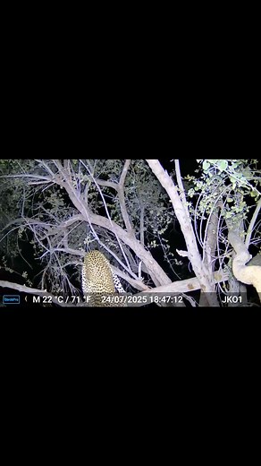 Perfect shot on this stunning Leopard in Zimbabwe 🇿🇼 🔗jkosafaris.com #huntingafricaofficial #big5safariandadventure #plainsgamehuntingsafaris #jkosafaris #sablesafari #ethicalhuntingisconservation #familysafarisinafrica #dangerousgamehunting #TheAfricanExperience #capebuffalohunting #leopardhunt #leopardhunting | JKO Hunting Safaris & World Wide Hunting Expeditions