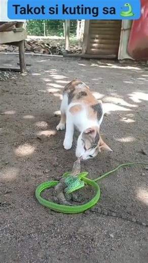 Scared Kitten Finds Snake Eating Lizard... Watch Its Reaction! #reels 🐍🦎😱