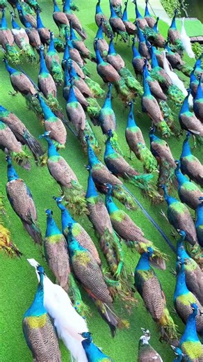 one.orange.tree (@one.orange.tree)’s videos with 原聲 - one.orange.tree