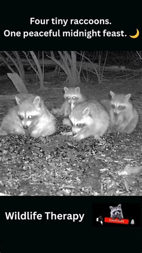 4 Baby Raccoons Enjoy a Peaceful Midnight Feast 🦝🌙
