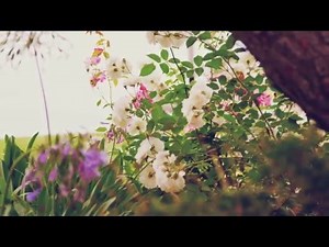 Guided Meditation for Grief & Healing