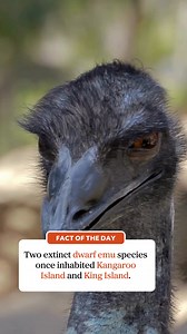 🔎 Fact of the Day Did you know two extinct dwarf emu species once inhabited Kangaroo Island and King Island? #ausgeo #seeaustralia #factoftheday #aussiewildlife #emu #extinct | Australian Geographic