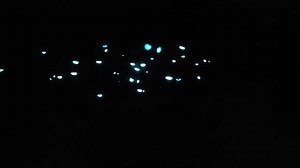 2.7K views · 67 reactions | Flashlight fish are a unique species...
