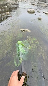 Stranded fish in a seaweeds | Ran Olivares