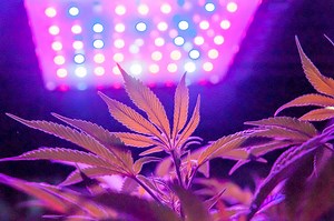 Lighting Strategies for Higher Terpene and THC Content in Cannabis