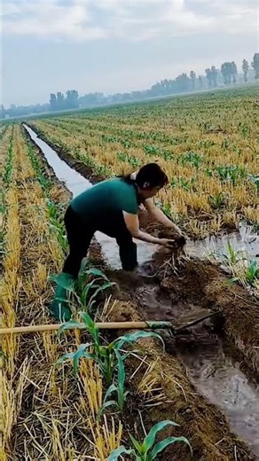 water flow process in rice fields #shorts