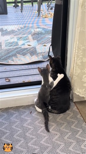 3.8K views · 4K reactions | CATS FUNNY CUTE VIDEOS  308 #funny #cute #video #cat #kitten | Joracat12 | Facebook