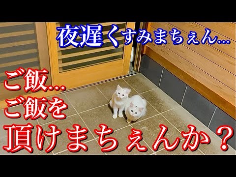 必死にご飯をおねだりする野良子猫の鳴き声が可愛すぎる【野良子猫の威嚇】