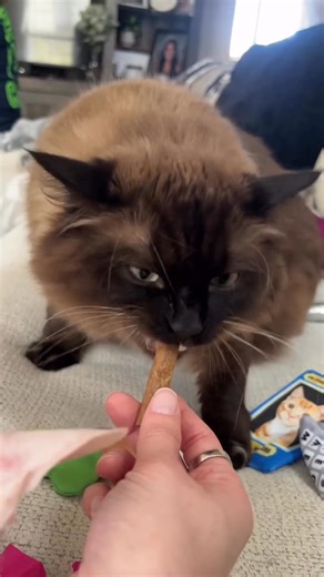 9.1K views · 53 reactions | According to cat math, your cat’s toy budget should be equal to your monthly rent + utilities.  They're clearly expert accountants. Keep up with your feline friend's financial demands and subscribe today!  | KitNipBox | Facebook