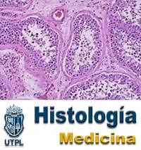 Tipos de microscopios