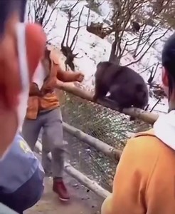 Man gets in fist fight with monkey