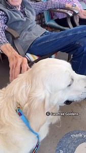 Mario was invited to come as a freelance therapy dog by an assisted living home which means his visit was not under any therapy dog organization. They know how well-trained his uncles and parents are so they trust us. Also he has earned his AKC CGC title already. Today he had his 1st therapy dog visit. I am beyond proud and happy. They can’t believe he is only 8 months young due to his mannerism, size and coat. He is so good. Never jump on anyone or getting too excited. #therapydog | Carefree Go