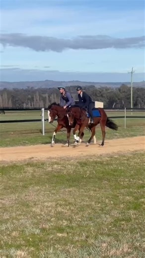 18 reactions | Ready for a new week of activities at Wadari Stables ✨ #wadaristables #thoroughbreds #spelling #treadmill #breakers #eventing #pretraining #thoroughbredsofinstagram | Wadari Stables - Jess Grosmann Eventing | Facebook