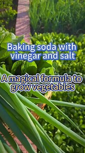68K views · 1.3K reactions | Using baking soda, vinegar and epsom salt to make a magical formula to plant veggies #garden #gardening #planting #veggiegarden #farming #gardeningtips #fertilizer | Seed To Harvest | Facebook
