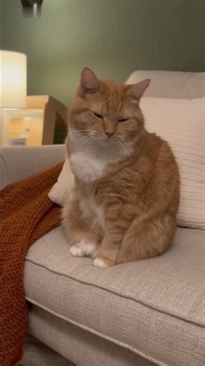 Cat Falls Asleep While Sitting and Slowly Tips Over
