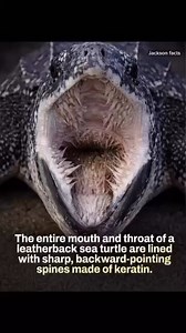 This is what the inside of the mouth of a leatherback sea turtle looks like.Their preferred prey, by far, are jellyfish so they have those spikes to ensnare them and ensure that they don't escape after the turtle bites them.[📹 jack_son_486]