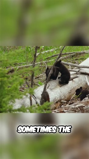 North America's Apex Predator: Its Not What You Think!