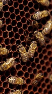 Frame Bees Bees Making Honey Busy Stock Footage Video (100% Royalty-free) 3526668993 | Shutterstock