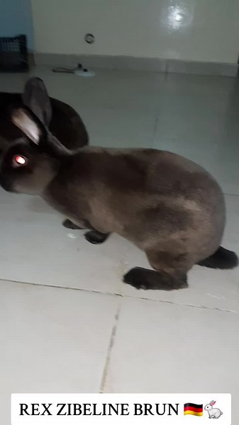 Élevage de lapins nains : Guide complet et conseils