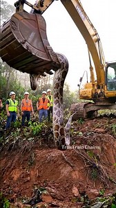 Have you ever seen a python this big? Excavator uncovers giant underground snake! #excavator