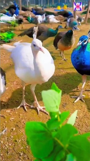 Beautiful Peafowl Video in 4K - Ultra HD #peafowl #peacock #birds
