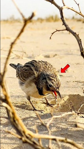 This Bird Never Sits on Trees 😱 | Desert Lark