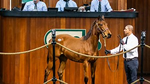 Ocala Breeders' Sales Co. implements new horse welfare rules