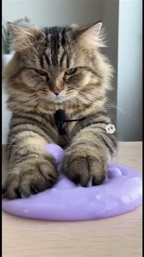 CUTE CAT ASMR SLIME PLAYING #asmr #cats #shorts #viral #cutecats #slime #aesthetic