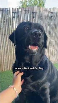 Happy National pet day #dog #dogshorts #pets #pet #labrador
