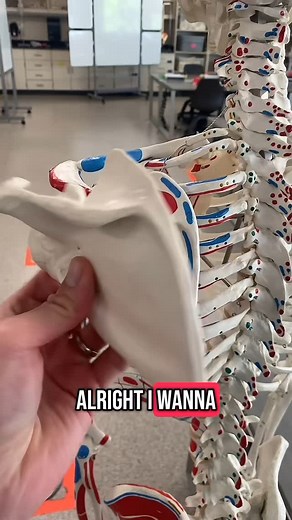 Professor Klein Anatomy on Instagram: "Scapular Movements explained with scapula and the skeleton! #Anatomy #learning #anatomylab #humananatomy #osteology #physicaltherapy #physiology #stem #anatomyandphysiology #biology #education #fyp #learn #teacher #instateacher #professorkleinanatomy #bones"