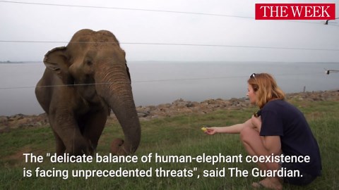 What Are The Reasons For Human-Elephant Conflict In Sri Lanka?