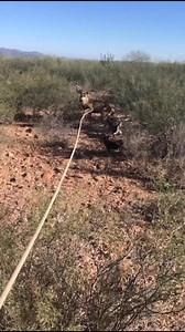 Ligero ese rafai, ligero pa lazar el burito, ánimo vakerada que no caiga ese ánimo !!! | Rancho el guayacan